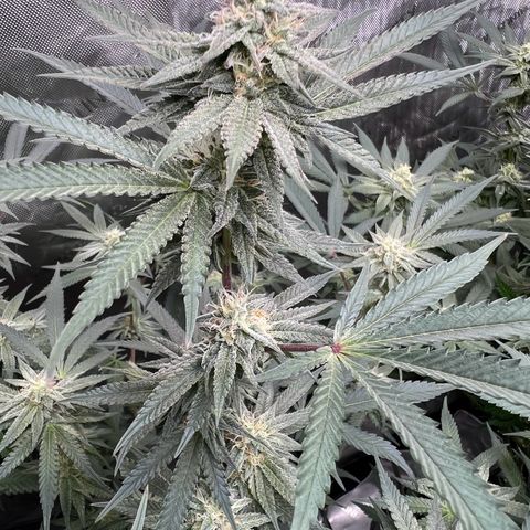 BlackBerry Moonrocks  growlog timeline photo