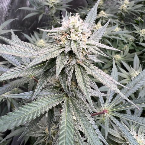 BlackBerry Moonrocks  growlog timeline photo
