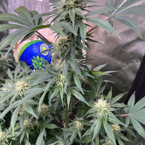 Gelato growlog timeline photo