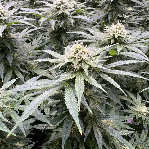 Gelato growlog timeline photo