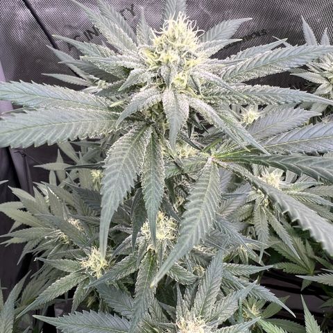 Godfather OG growlog timeline photo