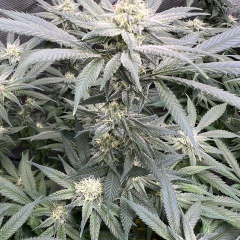 Godfather OG growlog timeline photo