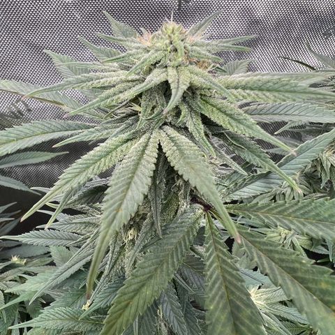 Gorilla Glue #4 growlog timeline photo