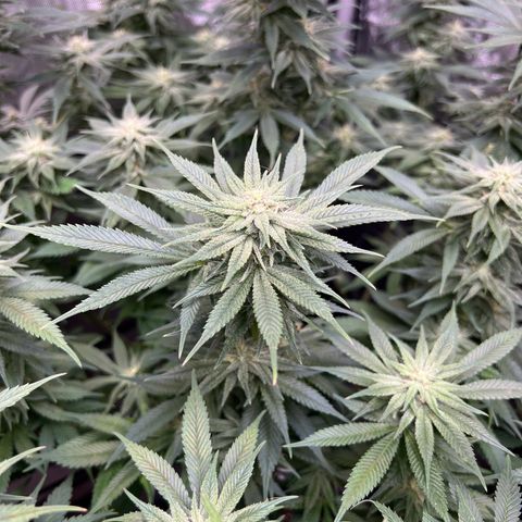 Gorilla Glue #4 growlog timeline photo