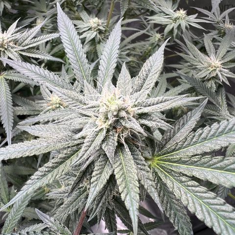 BlackBerry Moonrocks  growlog timeline photo