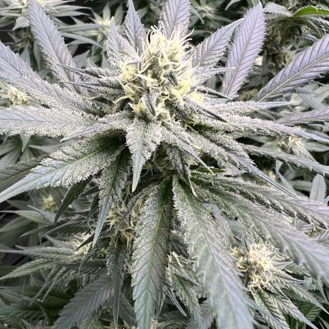 Godfather OG growlog timeline photo