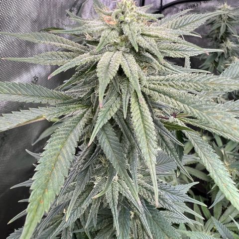 Gorilla Glue #4 growlog timeline photo