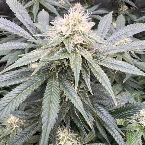 Gelato growlog timeline photo