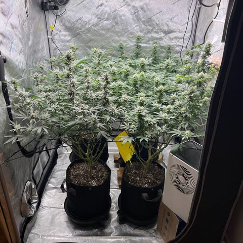 Godfather OG growlog timeline photo