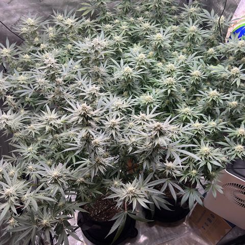 Godfather OG growlog timeline photo