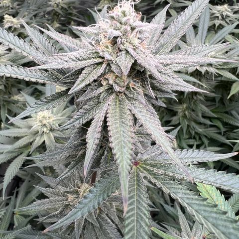 BlackBerry Moonrocks  growlog timeline photo