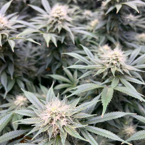 Gelato growlog timeline photo