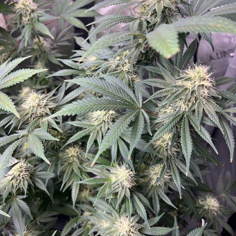 Gelato growlog timeline photo