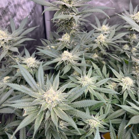 Gorilla Glue #4 growlog timeline photo