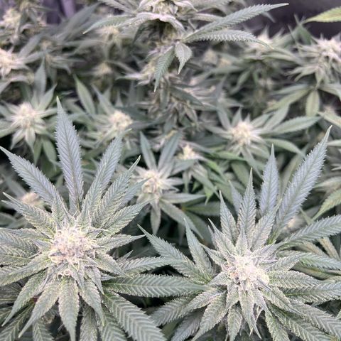 Godfather OG growlog timeline photo