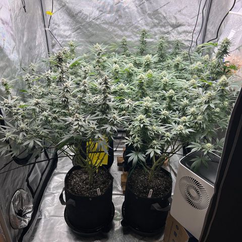 Godfather OG growlog timeline photo
