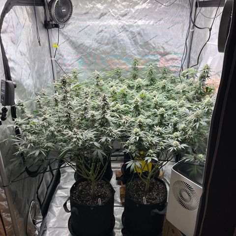 Godfather OG growlog timeline photo