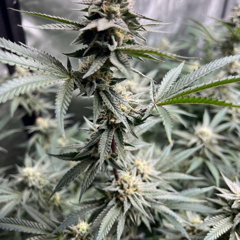 BlackBerry Moonrocks  growlog photo: Hoping these nuggz fill in those gaps