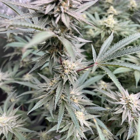 BlackBerry Moonrocks  growlog photo: Hoping these nuggz fill in those gaps