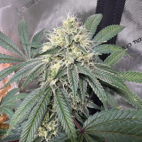 Gelato growlog photo: Looks like calcium deficiency rusty looking spots on top leaves that worked its way down the plant