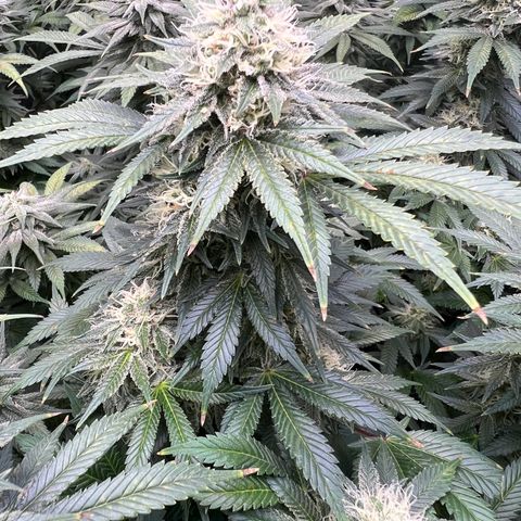 Gelato growlog photo: Looks like calcium deficiency rusty looking spots on top leaves that worked its way down the plant