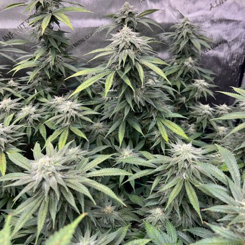 Gorilla Glue #4 growlog photo: Looks like a calcium deficiency that started on older growth at top of plants and worked its way down the plants