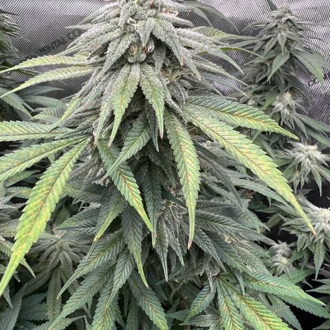 Gorilla Glue #4 growlog photo: Looks like a calcium deficiency that started on older growth at top of plants and worked its way down the plants