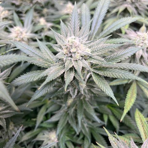 Godfather OG growlog photo: Smallest plant of them all but looking good