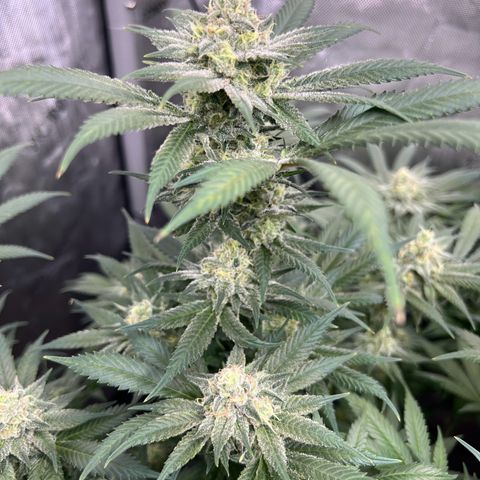 Godfather OG growlog photo: Smallest plant of them all but looking good