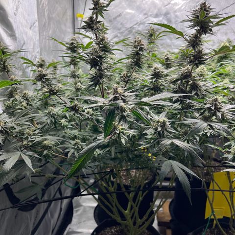 Godfather OG growlog photo: Had a pH problem.  Cleaned the pH meter and re-calibrated