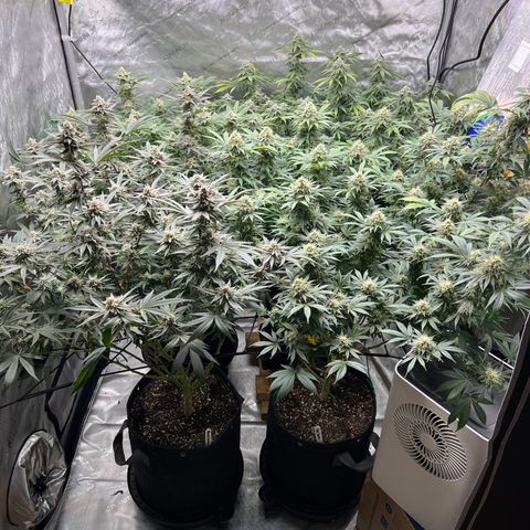 Godfather OG growlog photo: Had a pH problem.  Cleaned the pH meter and re-calibrated