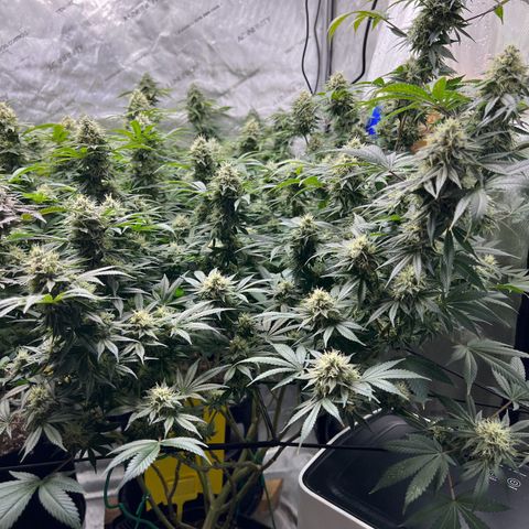 Godfather OG growlog photo: Had a pH problem.  Cleaned the pH meter and re-calibrated