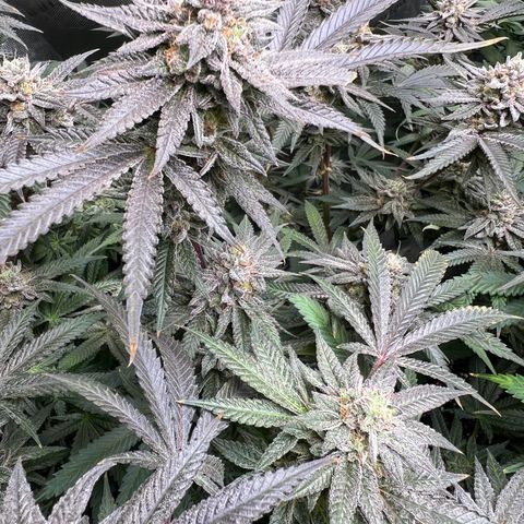 BlackBerry Moonrocks  growlog timeline photo