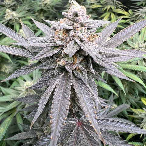 BlackBerry Moonrocks  growlog timeline photo