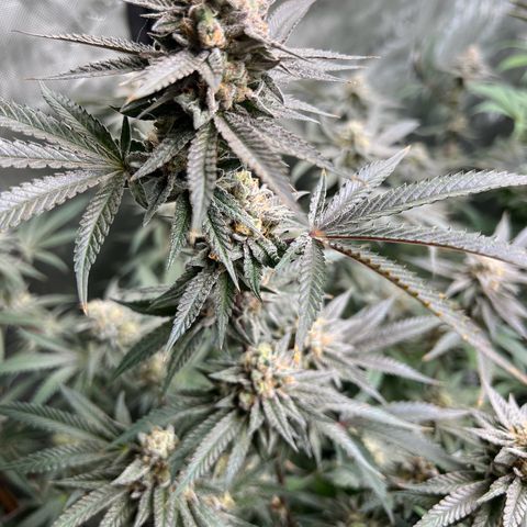 BlackBerry Moonrocks  growlog timeline photo
