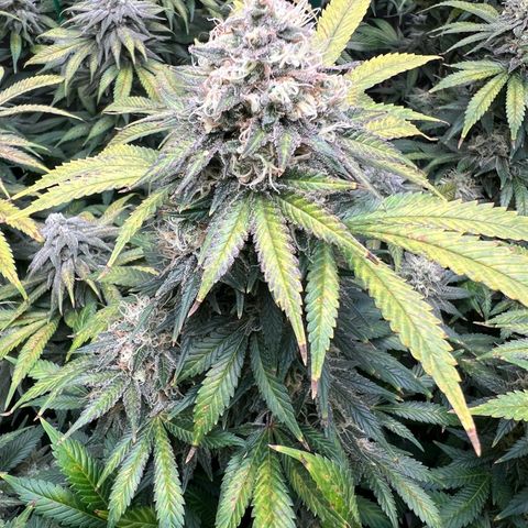 Gelato growlog timeline photo