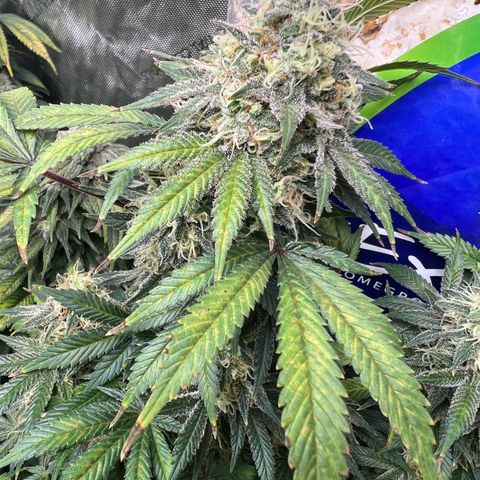 Gelato growlog timeline photo