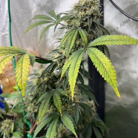 Gelato growlog timeline photo