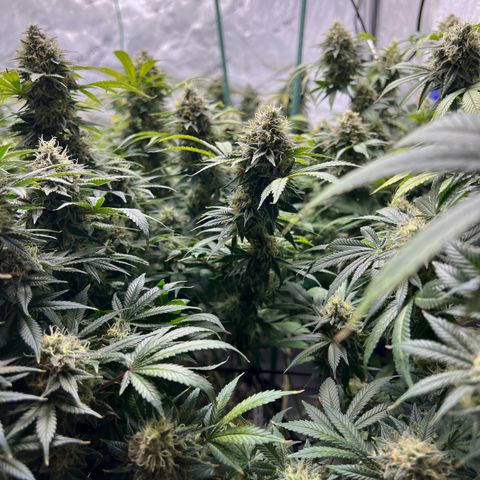 Gelato growlog timeline photo