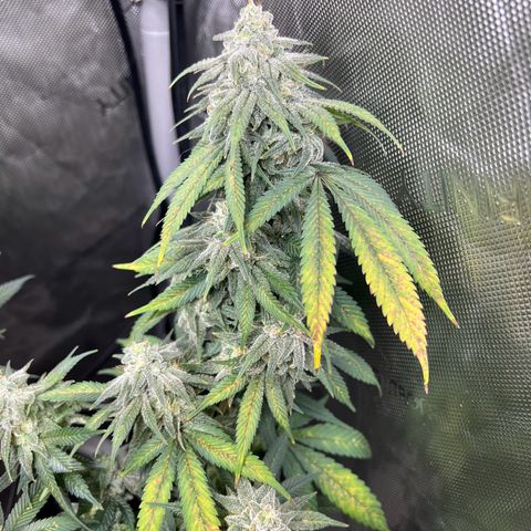Gorilla Glue #4 growlog timeline photo