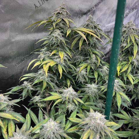 Gorilla Glue #4 growlog timeline photo