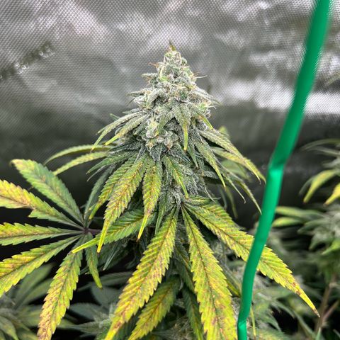 Gorilla Glue #4 growlog timeline photo