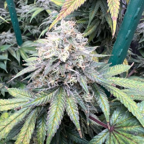 Gorilla Glue #4 growlog timeline photo
