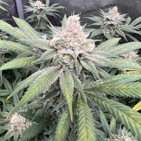 Godfather OG growlog timeline photo