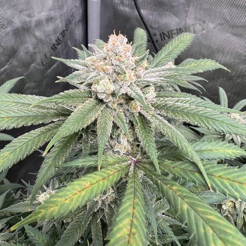 Godfather OG growlog timeline photo