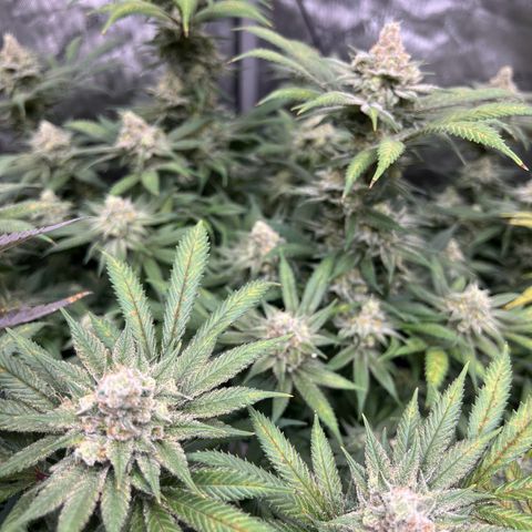 Godfather OG growlog timeline photo