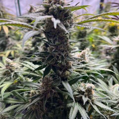 Godfather OG growlog timeline photo