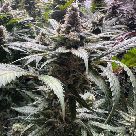 Godfather OG growlog timeline photo