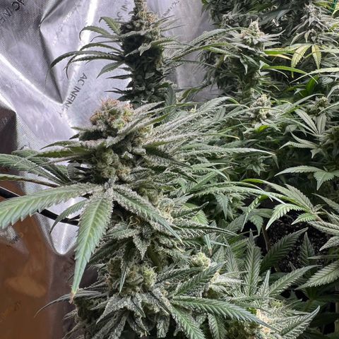 Godfather OG growlog timeline photo