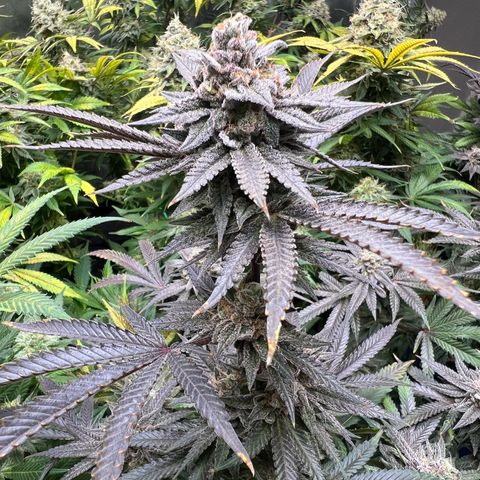 BlackBerry Moonrocks  growlog timeline photo